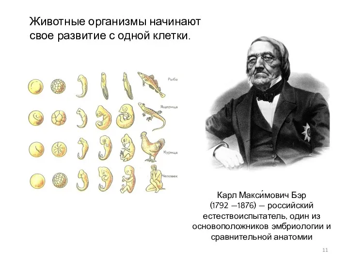 Карл Макси́мович Бэр (1792 —1876) — российский естествоиспытатель, один из основоположников эмбриологии