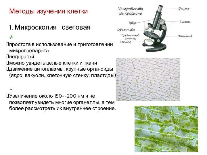 Методы изучения клетки 1. Микроскопия световая + простота в использование и приготовлении