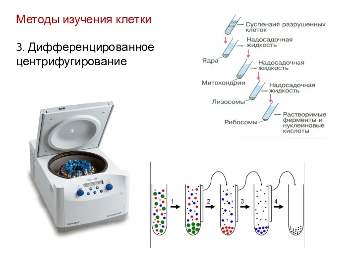 Методы изучения клетки 3. Дифференцированное центрифугирование