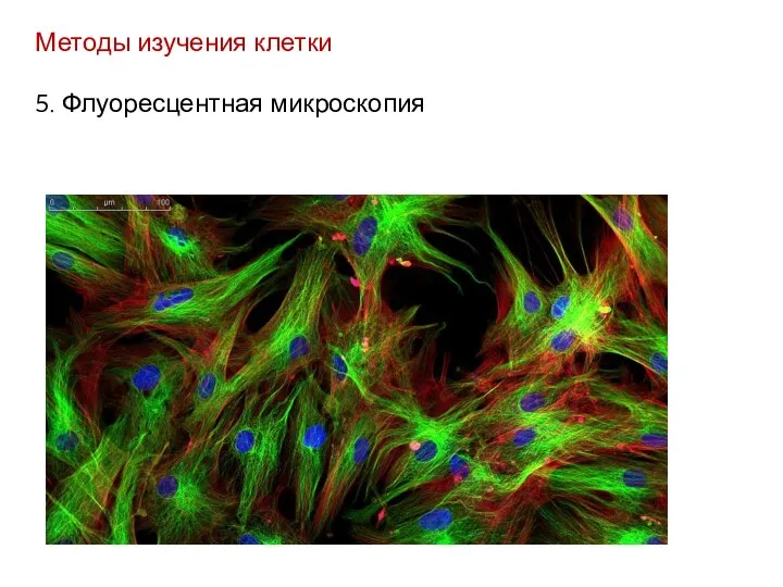 Методы изучения клетки 5. Флуоресцентная микроскопия