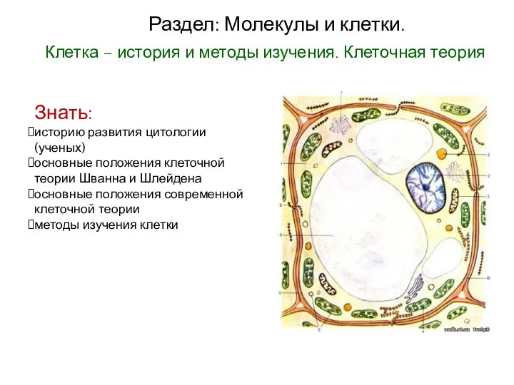 Раздел: Молекулы и клетки. Клетка – история и методы изучения. Клеточная теория