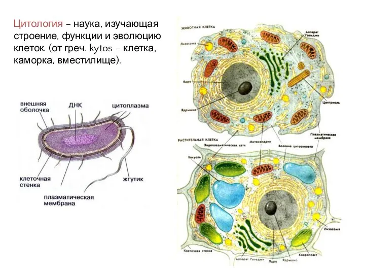 Цитология – наука, изучающая строение, функции и эволюцию клеток. (от греч. kytos – клетка, каморка, вместилище).