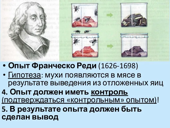 Опыт Франческо Реди (1626-1698) Гипотеза: мухи появляются в мясе в результате выведения