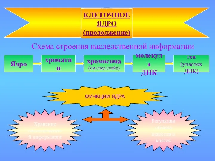 Схема строения наследственной информации КЛЕТОЧНОЕ ЯДРО (продолжение) Ядро хроматин хромосома (см след.слайд)