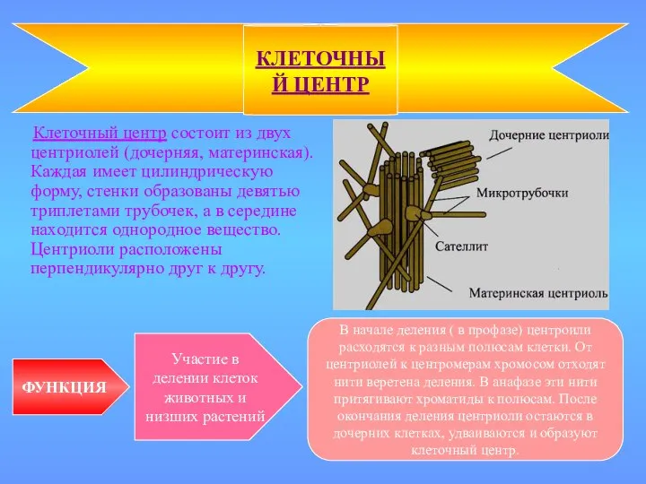 Клеточный центр состоит из двух центриолей (дочерняя, материнская). Каждая имеет цилиндрическую форму,