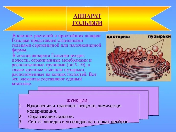 В клетках растений и простейших аппарат Гольджи представлен отдельными тельцами серповидной или