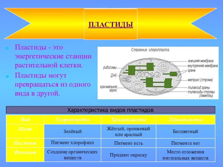 Пластиды - это энергетические станции растительной клетки. Пластиды могут превращаться из одного