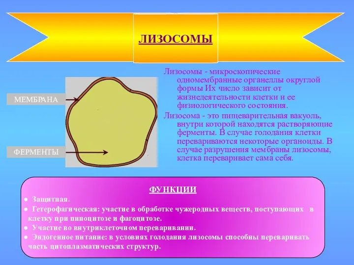 Лизосомы - микроскопические одномембранные органеллы округлой формы Их число зависит от жизнедеятельности