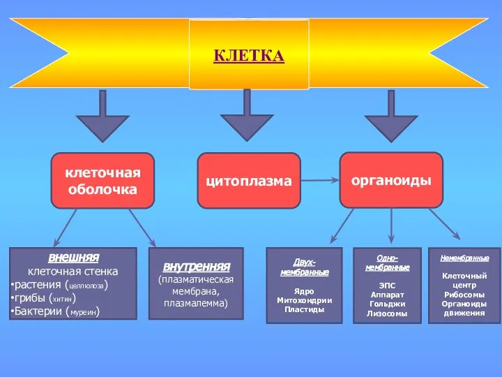 КЛЕТКА клеточная оболочка цитоплазма органоиды внешняя клеточная стенка растения (целлюлоза) грибы (хитин)