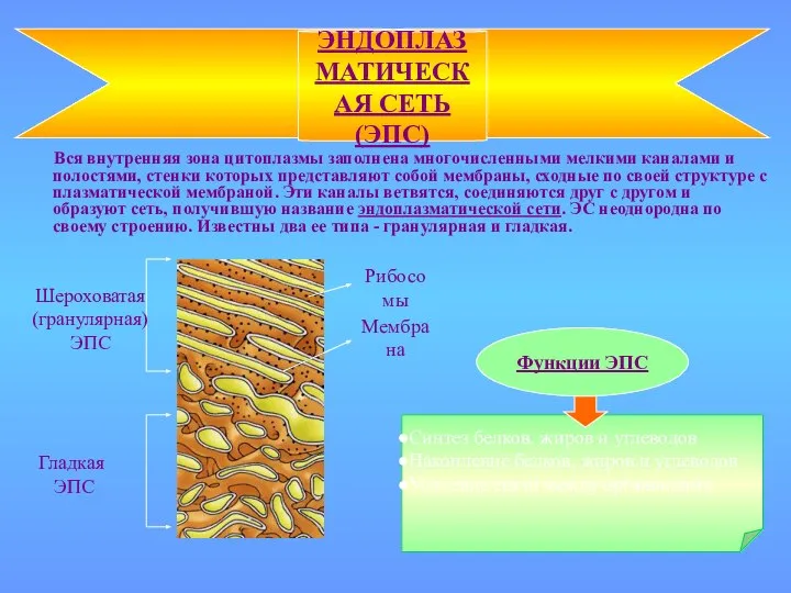 Вся внутренняя зона цитоплазмы заполнена многочисленными мелкими каналами и полостями, стенки которых