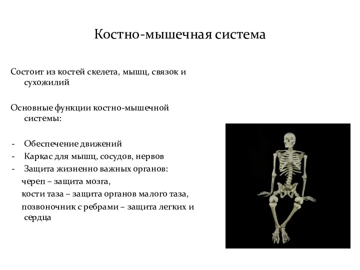 Костно-мышечная система Состоит из костей скелета, мышц, связок и сухожилий Основные функции