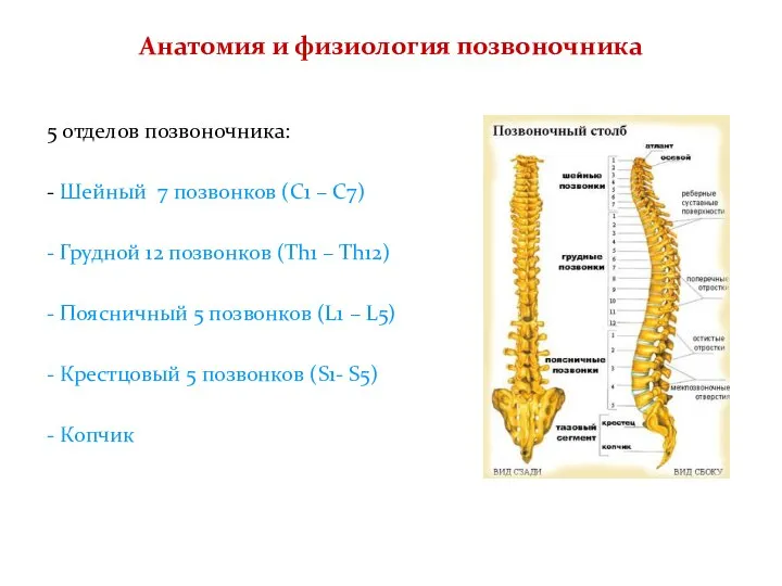 Анатомия и физиология позвоночника 5 отделов позвоночника: - Шейный 7 позвонков (С1