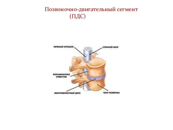 Позвоночно-двигательный сегмент (ПДС)