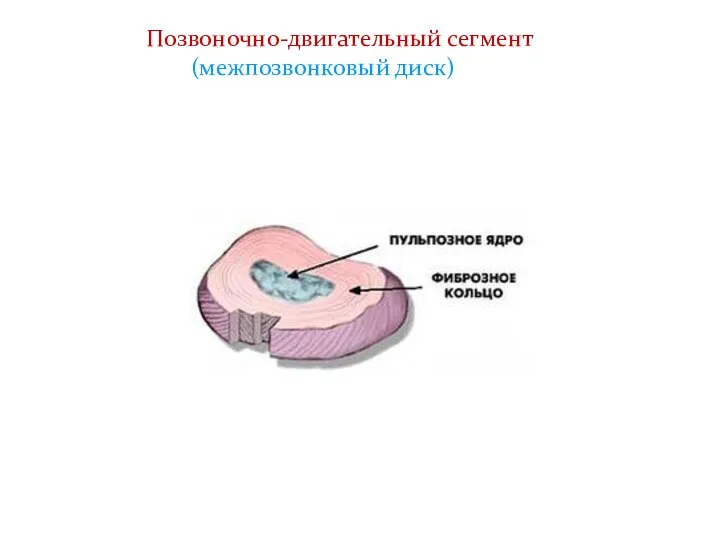 Позвоночно-двигательный сегмент (межпозвонковый диск)