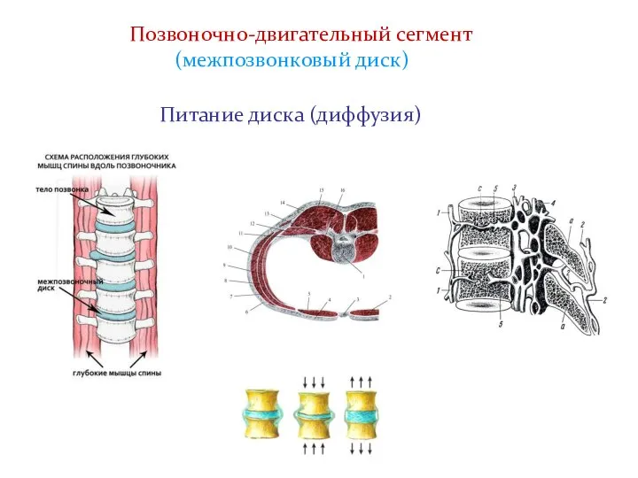 Позвоночно-двигательный сегмент (межпозвонковый диск) Питание диска (диффузия)
