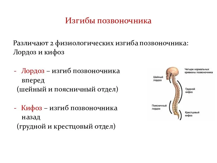 Изгибы позвоночника Различают 2 физиологических изгиба позвоночника: Лордоз и кифоз Лордоз –