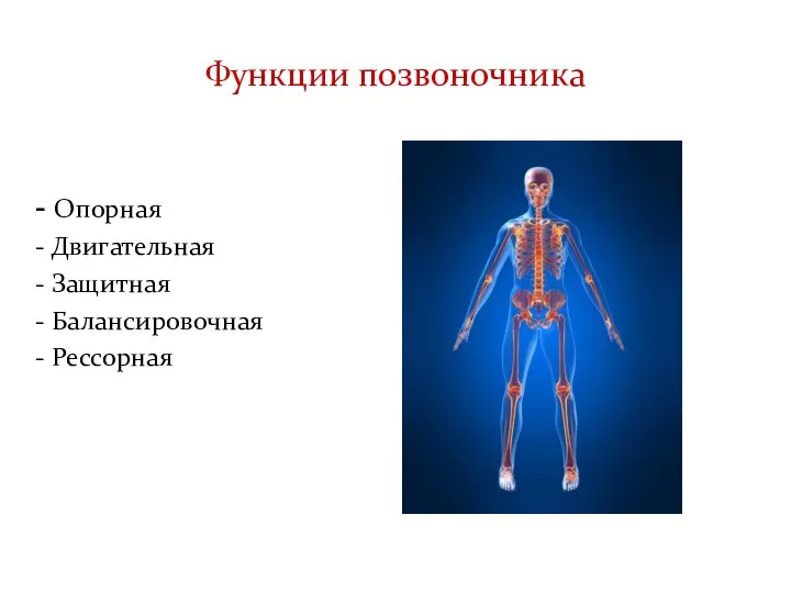 Функции позвоночника - Опорная - Двигательная - Защитная - Балансировочная - Рессорная