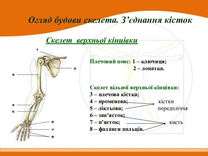 Огляд будови скелета. З’єднання кісток Скелет верхньої кінцівки Плечовий пояс: 1 –