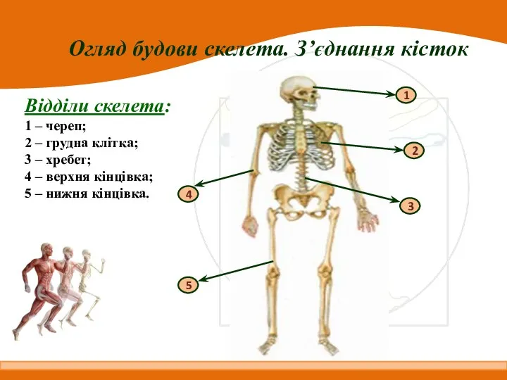 Огляд будови скелета. З’єднання кісток Відділи скелета: 1 – череп; 2 –