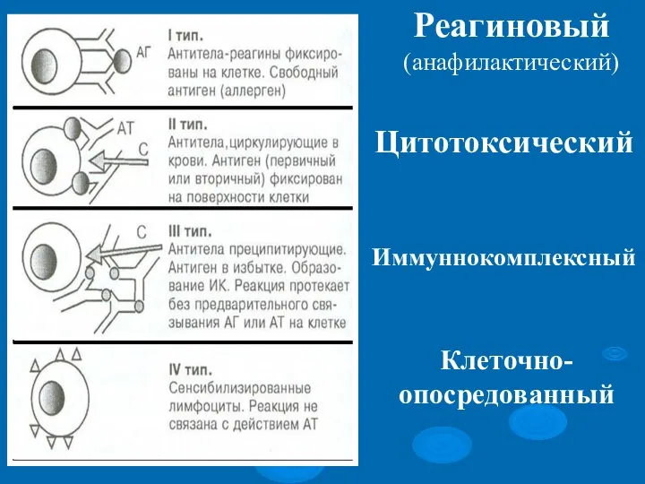 Реагиновый (анафилактический) Цитотоксический Иммуннокомплексный Клеточно-опосредованный