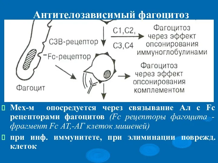 Антителозависимый фагоцитоз Мех-м опосредуется через связывание Ал с Fc рецепторами фагоцитов (Fc