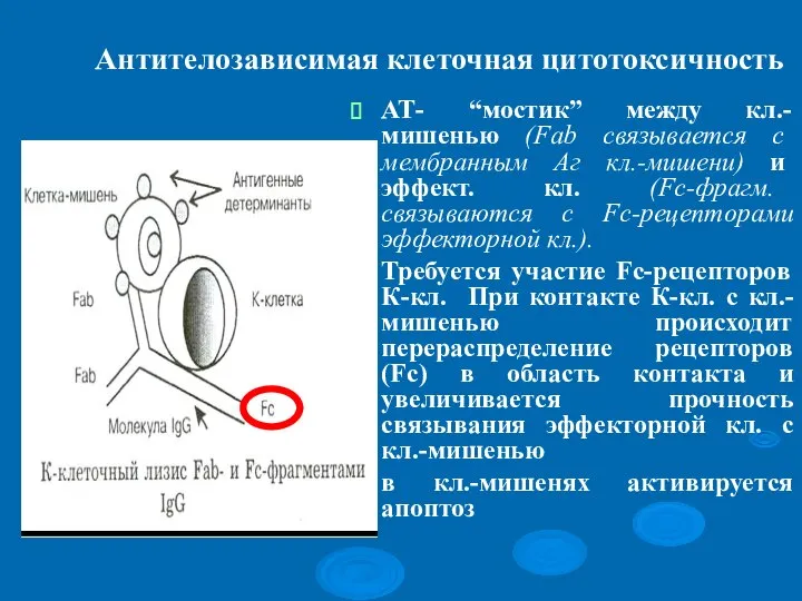 Антителозависимая клеточная цитотоксичность АТ- “мостик” между кл.-мишенью (Fab связывается с мембранным Аг