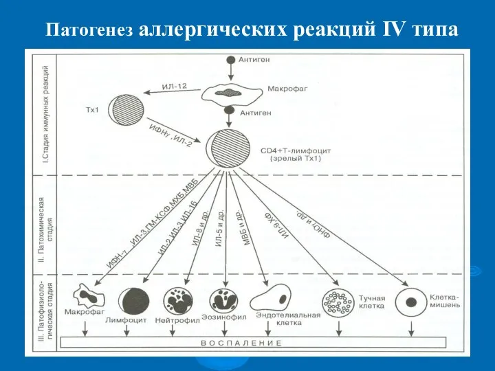 Патогенез аллергических реакций IV типа