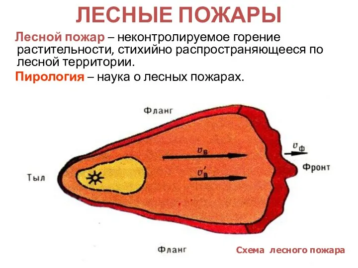 ЛЕСНЫЕ ПОЖАРЫ Схема лесного пожара Лесной пожар – неконтролируемое горение растительности, стихийно