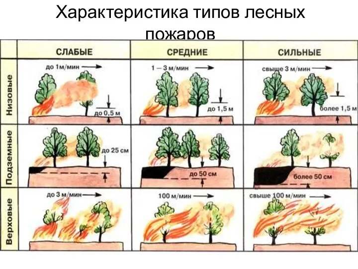 Характеристика типов лесных пожаров