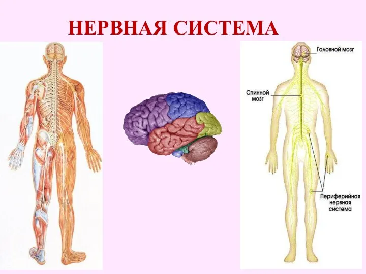 Лекция_3_Анатомия_и_физиология_нс