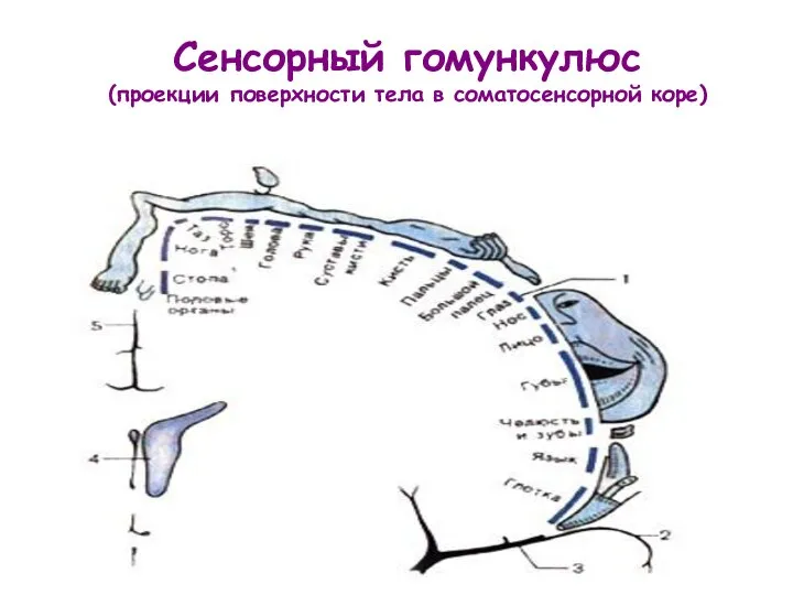 Сенсорный гомункулюс (проекции поверхности тела в соматосенсорной коре)