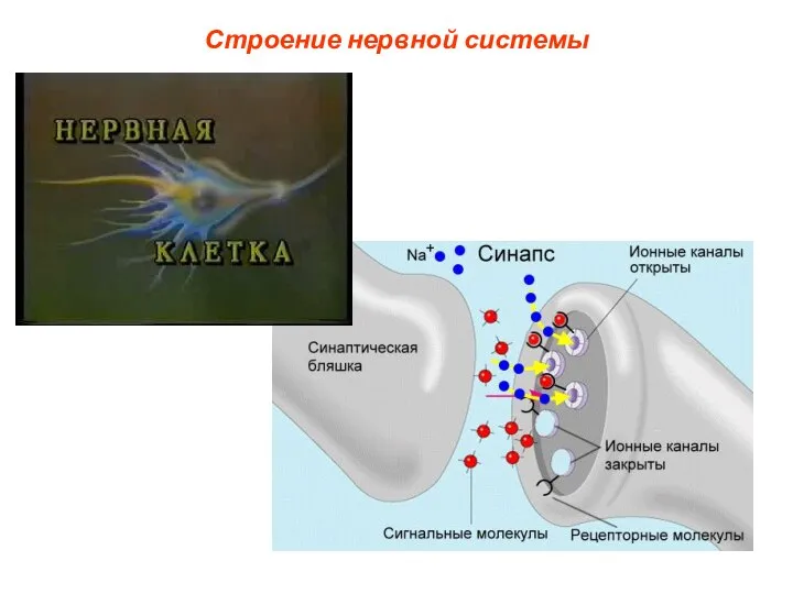 Строение нервной системы