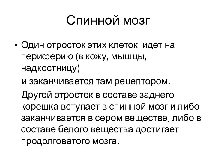 Спинной мозг Один отросток этих клеток идет на периферию (в кожу, мышцы,