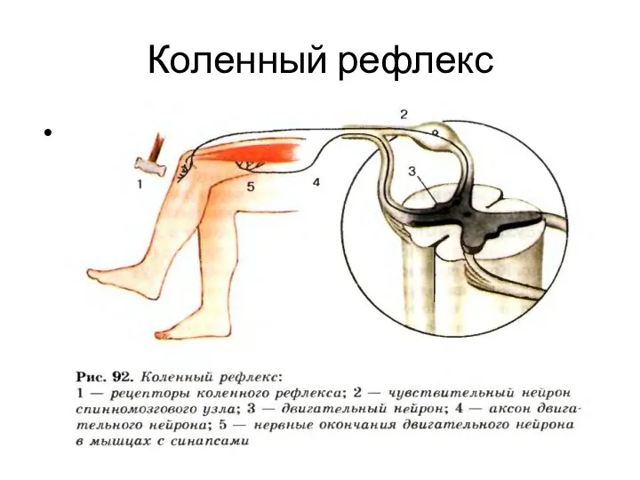 Коленный рефлекс картинка