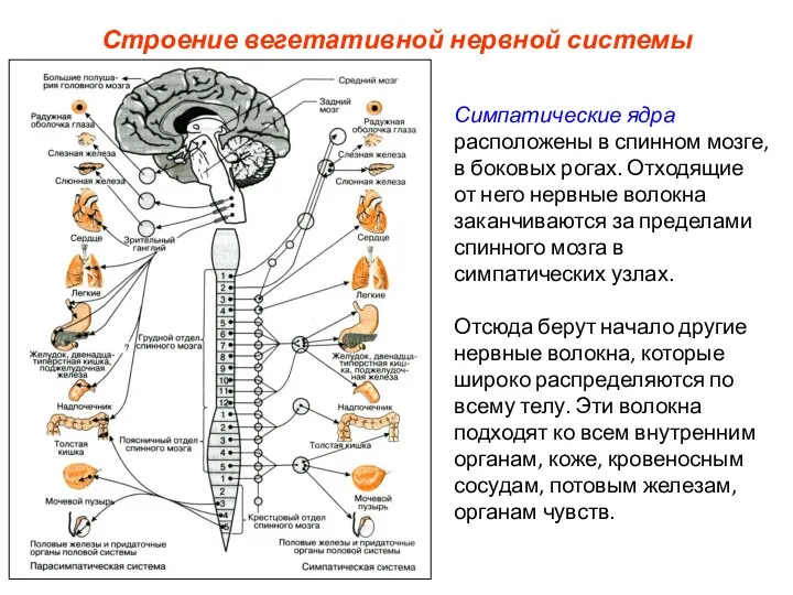 Строение вегетативной нервной системы Симпатические ядра расположены в спинном мозге, в боковых