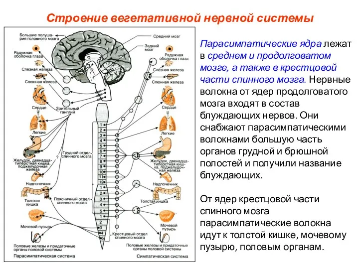 Строение вегетативной нервной системы Парасимпатические ядра лежат в среднем и продолговатом мозге,