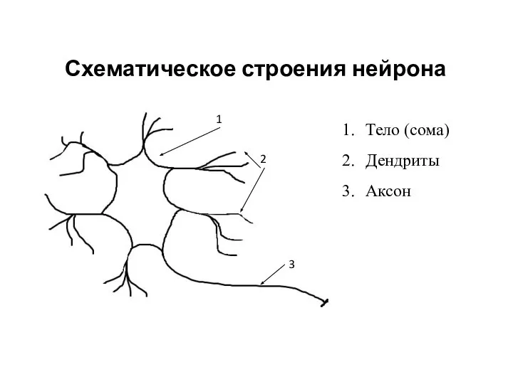 Схематическое строения нейрона 1 2 3 Тело (сома) Дендриты Аксон
