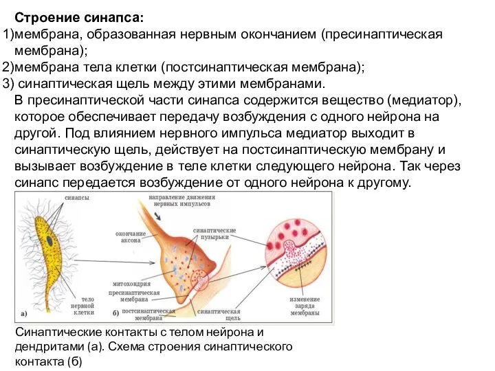 Строение синапса: мембрана, образованная нервным окончанием (пресинаптическая мембрана); мембрана тела клетки (постсинаптическая