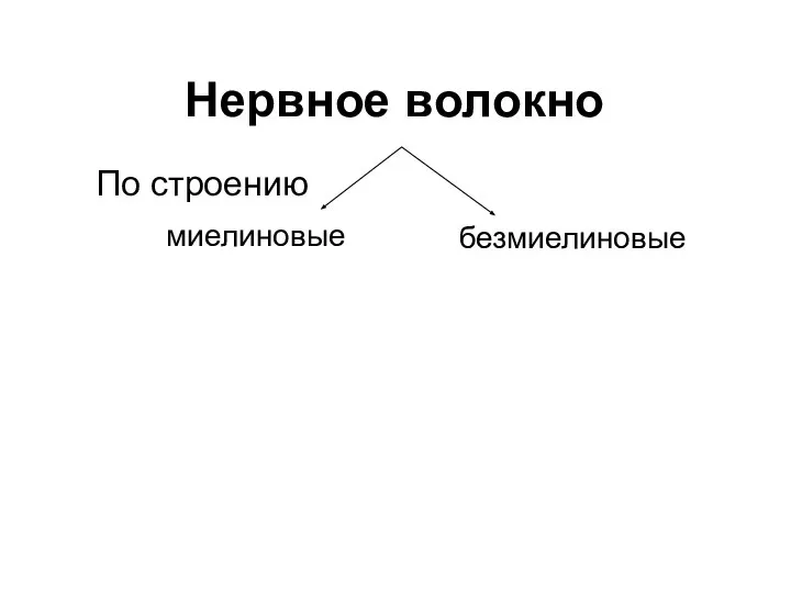 Нервное волокно миелиновые безмиелиновые По строению