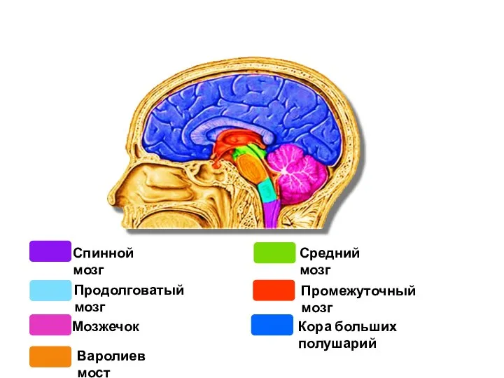 Кора больших полушарий Продолговатый мозг Средний мозг Промежуточный мозг Мозжечок Варолиев мост