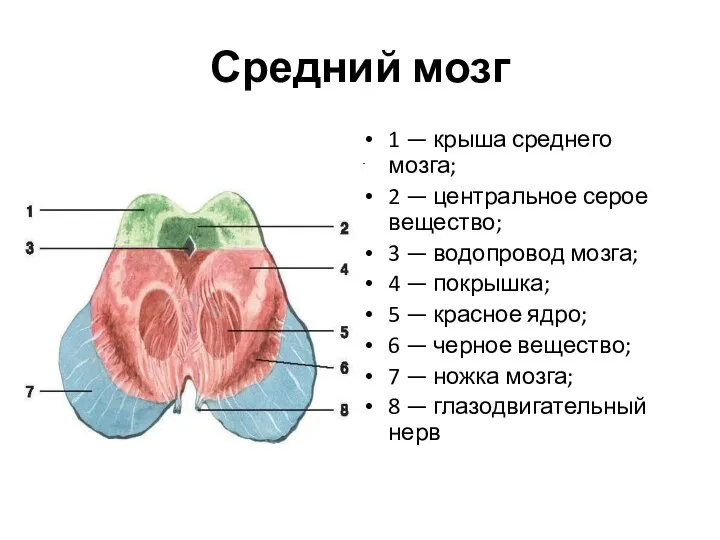 Средний мозг 1 — крыша среднего мозга; 2 — центральное серое вещество;
