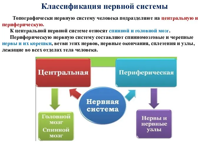 Классификация нервной системы Топографически нервную систему человека подразделяют на центральную и периферическую.