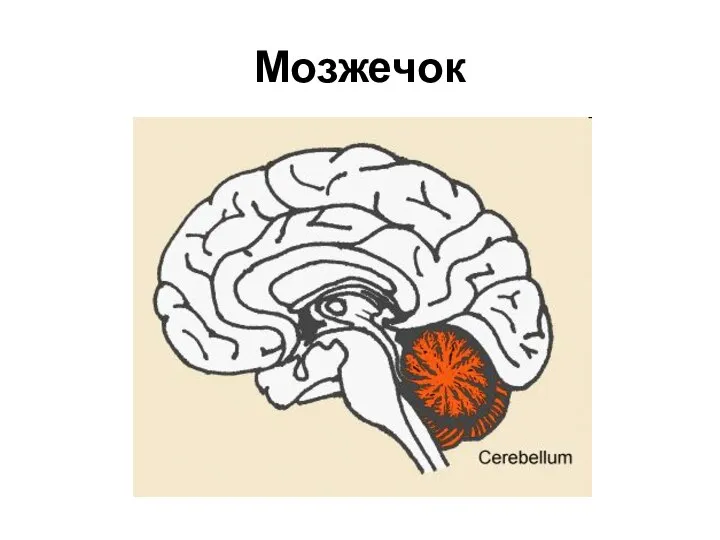 Мозжечок