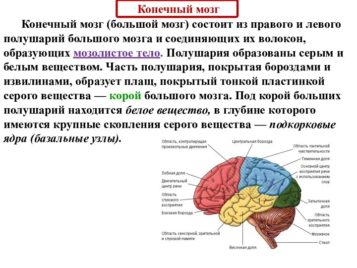 Конечный мозг Конечный мозг (большой мозг) состоит из правого и левого полушарий