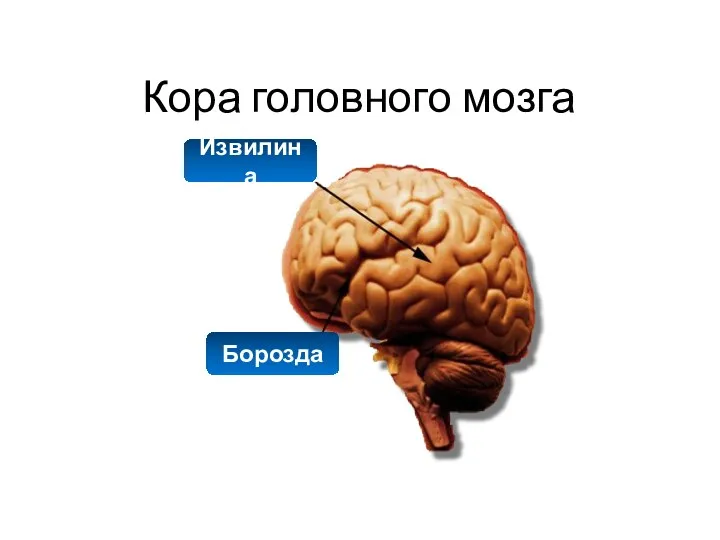 Кора головного мозга Извилина Борозда