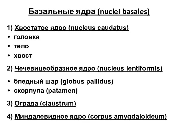Базальные ядра (nuclei basales) 1) Хвостатое ядро (nucleus caudatus) головка тело хвост