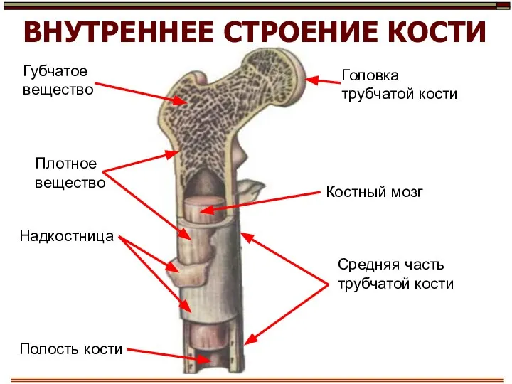 ВНУТРЕННЕЕ СТРОЕНИЕ КОСТИ Головка трубчатой кости Надкостница Средняя часть трубчатой кости Плотное