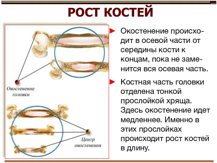 РОСТ КОСТЕЙ Окостенение происхо-дит в осевой части от середины кости к концам,