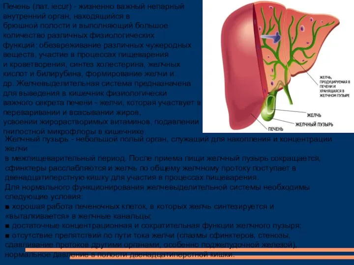 Печень (лат. iecur) - жизненно важный непарный внутренний орган, находящийся в брюшной