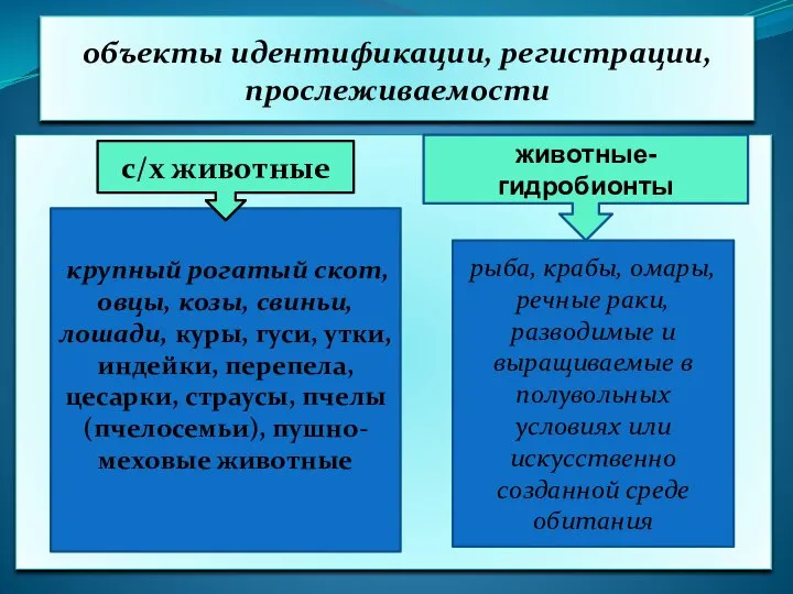 объекты идентификации, регистрации, прослеживаемости крупный рогатый скот, овцы, козы, свиньи, лошади, куры,